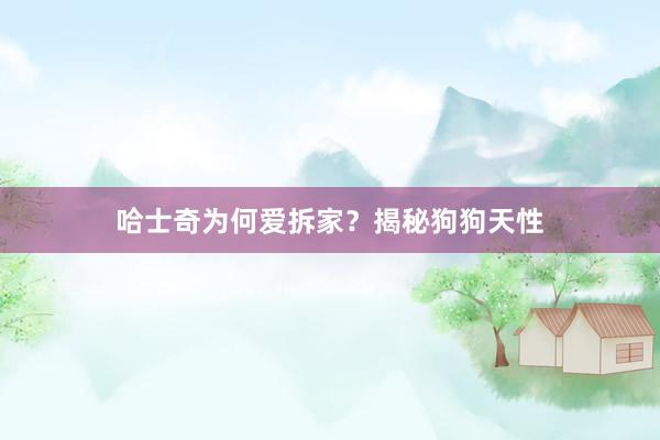 哈士奇为何爱拆家？揭秘狗狗天性